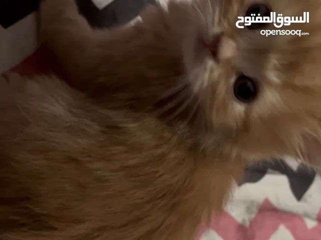 قطط صغيرة لبيع