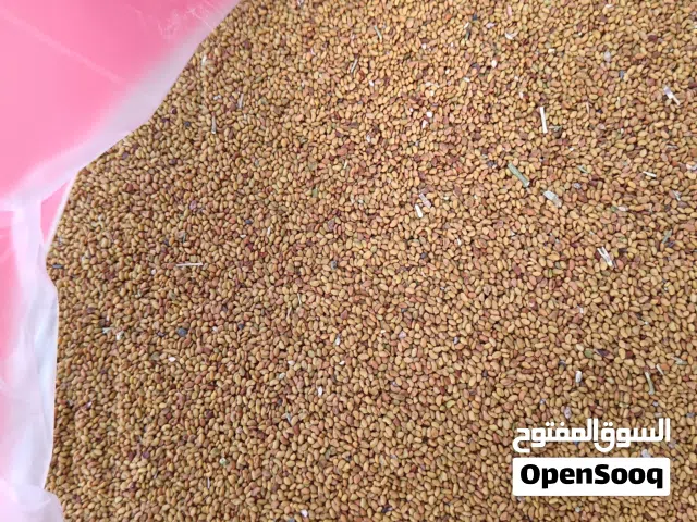 بذر قت عماني مصفاي ونظيف مضمون انتاج المزرعه