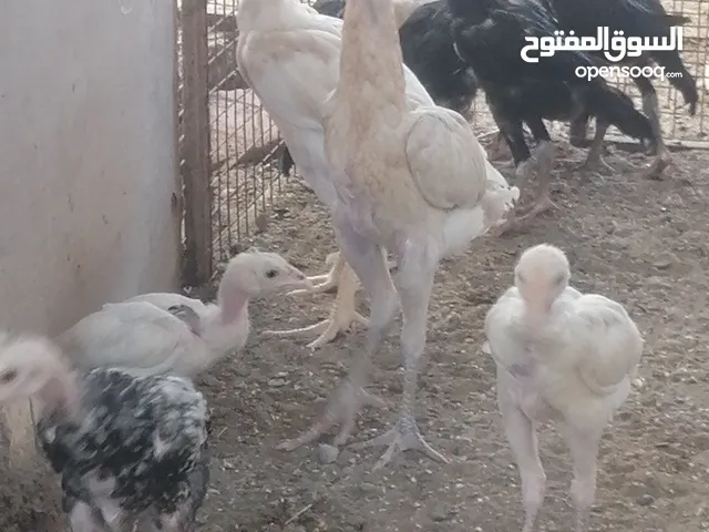 دجاج باكستاني الأصلي تربيه البيت. مكس ذكور ويناث أبيع مع بعض كلهن جمله