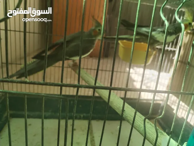 جوز كوكتيل شغال للبيع مع قفص 4 معالف