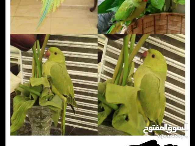 بدي جوزببغاء درة بدل على بسكليت مقاس 26