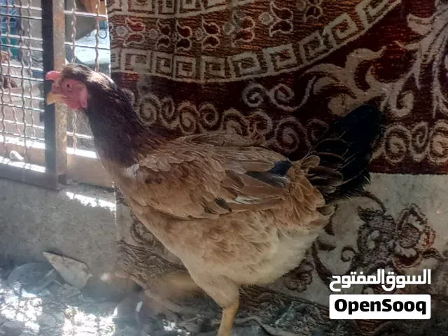 دجاجيتن للبيع