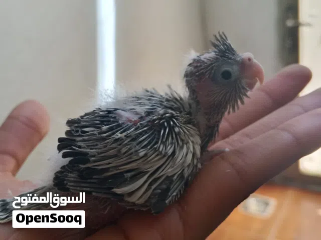 فراخ كوكتيل زق يدوي في