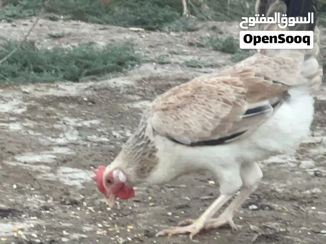 متاح بيض دجاج دندرواي خط اول