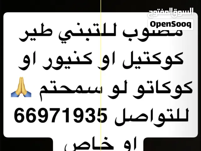 مطلوب طير للتبني كوكتيل او كنيور و لوري او كوكاتو او متو لو سمحتون  الله يكتب في ميزان حسناتكم!!!!!!