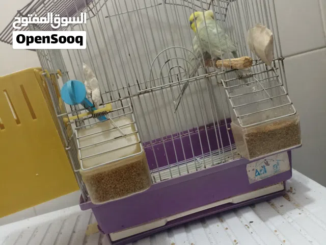 طيور بروش متزاوجين