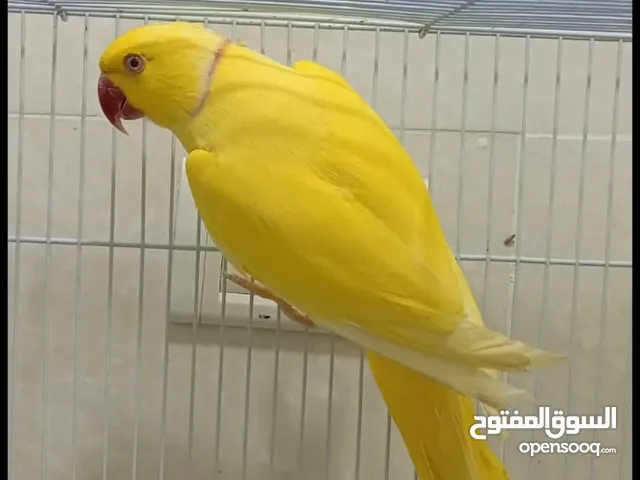فراخ دره ابيض وصفر لزق ليدوي