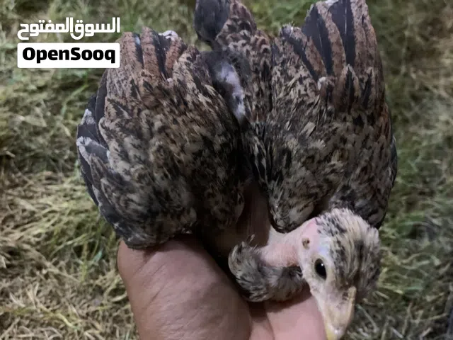 فروجات ابو ركيبه عمر شهرين الزوج