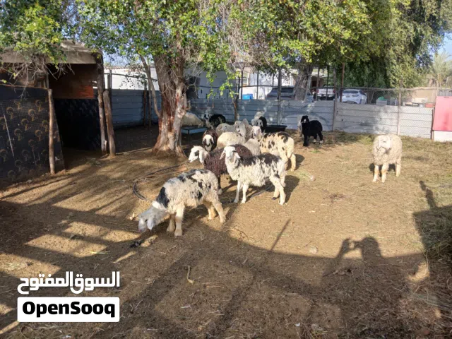بيع الحلال