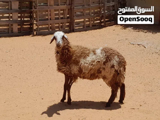 فطيمه وطنيه هجين ربي يبارك مش مبدله جنسها تومي مكسبه ليها شهر بادن الله ..