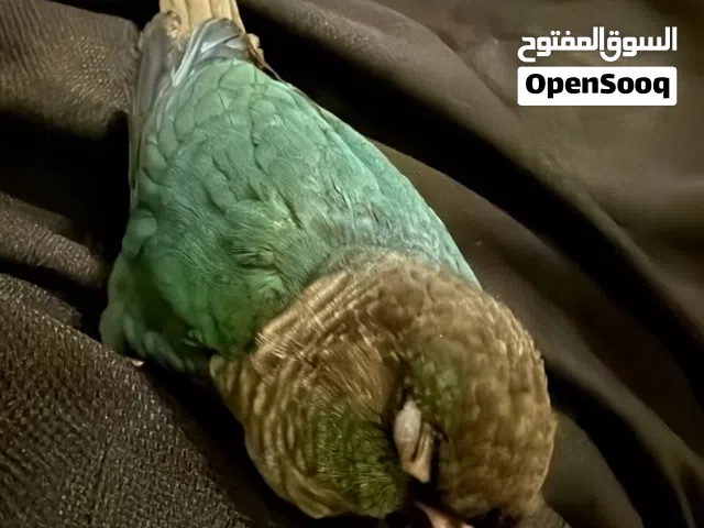 كنيور بلو شيك