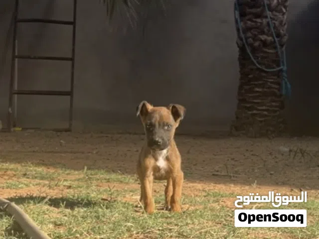 الله يبارك جرو بيتبول حاجا درجه 1
