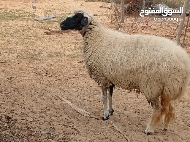 نعجة وطنية سنها جامعة سنونها كويسات عشرا او حايل الله أعلم