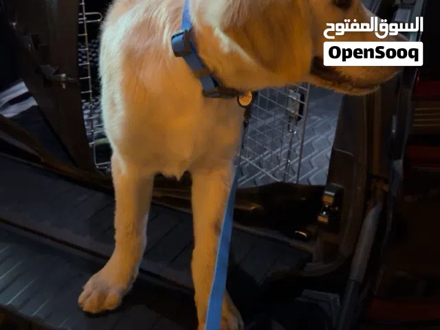 قولدن ريترفر عمره 5 شهور