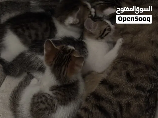 قطط للتبني - kittens for adoption