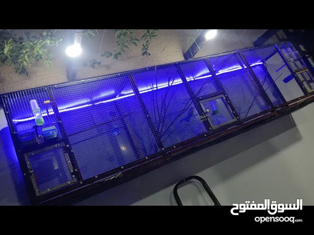 مطير عصافير او حمام