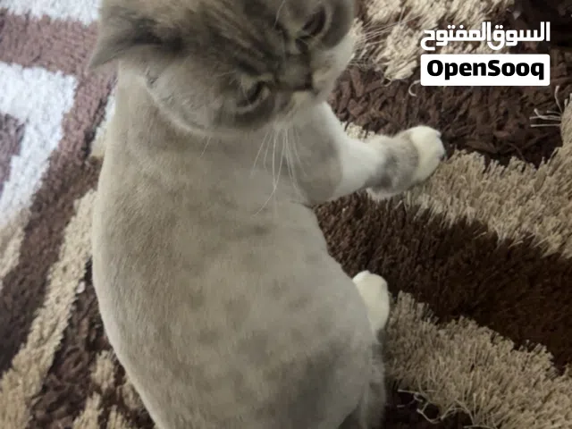 سبب البيع السفر