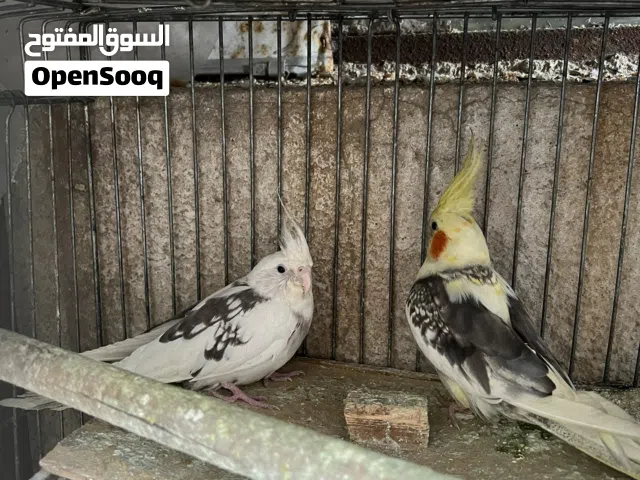 زوج كوكتيل مثل ماواضحات الفحل جان اليف بس متروك