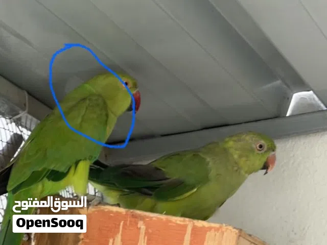 بغبغاء دره زوج للبيع