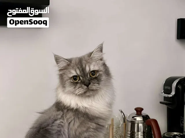 قطه.    جميله.    شيرازيه   ناعمه.   كيوت.  2026.  هادئه. ذات فرو.