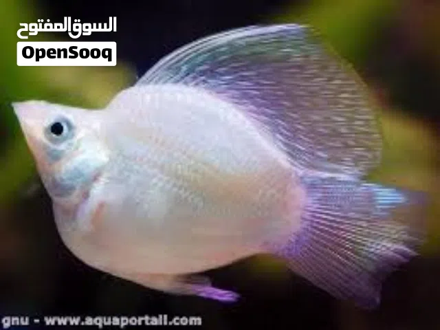 سمك مولي بالون كبير رخيص جدا