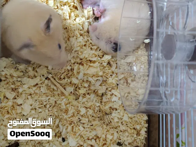 هامستر للبيع مستعجل