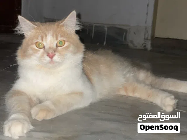 ذكر فارسي مشاء الله