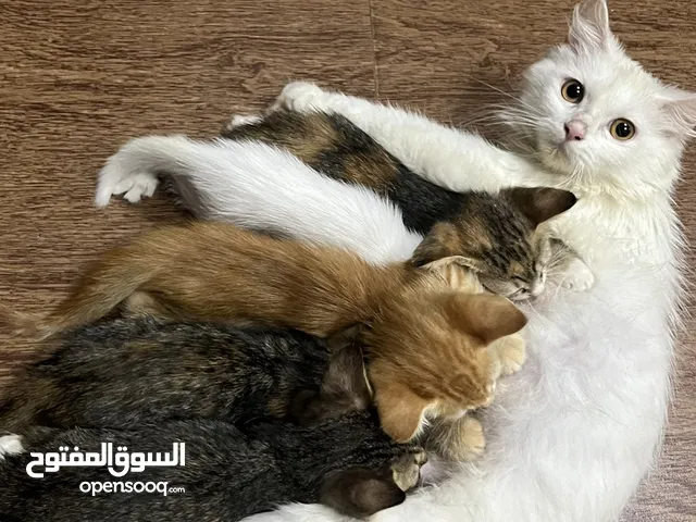 قطه شيرازية للتبني مع اطفالها الخمسه