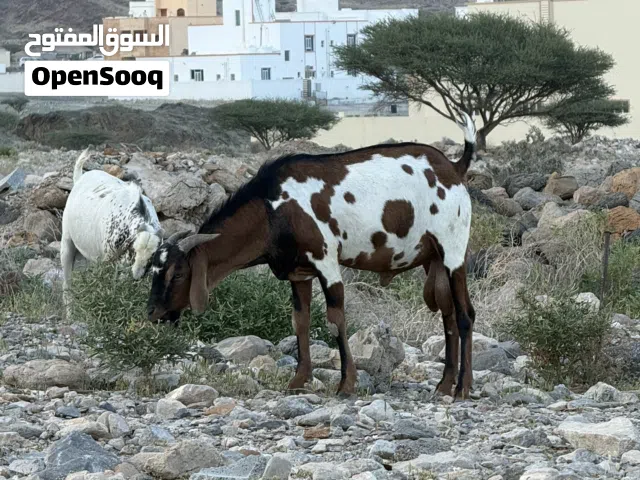 ماعز للبيع اثيوبي