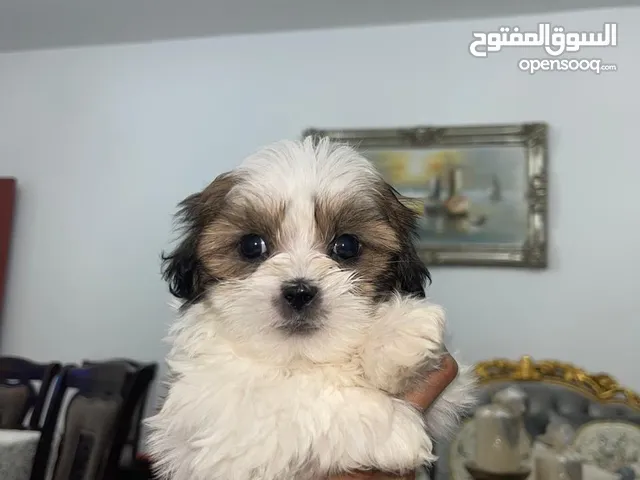 shiz tzu puppy 2 months old