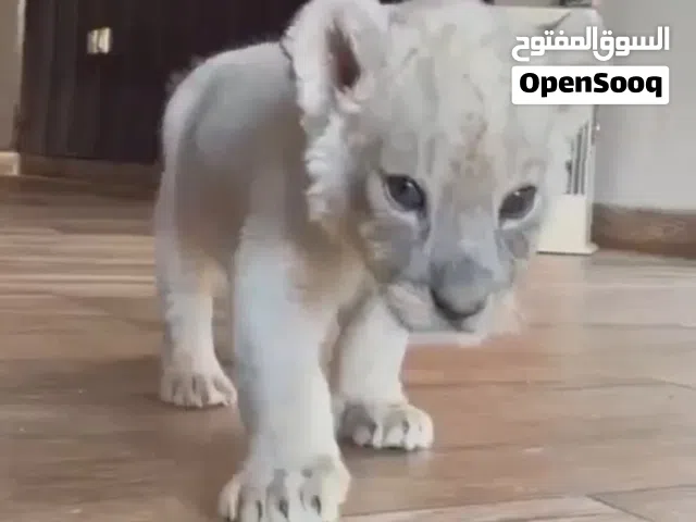شبل ابيض ( مصفر ) للبيع