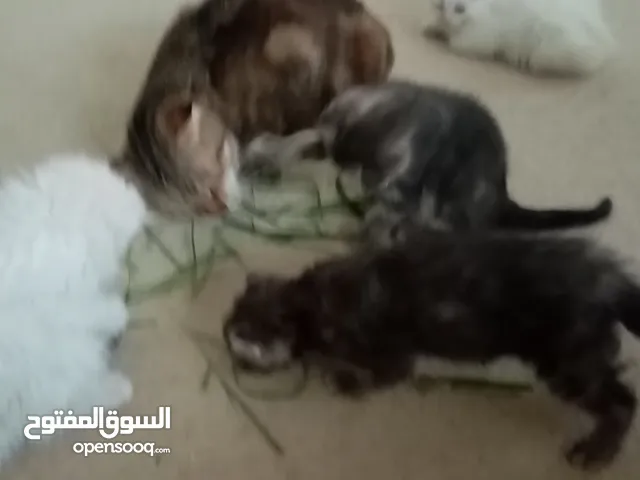 قميم قم حوفا كفرأسد 4قطط رضيعةمفقودة من أسبوع من قميم وأمهم بتدور عليهم أرجوكم ساعدوني مع مكافأةوأجر