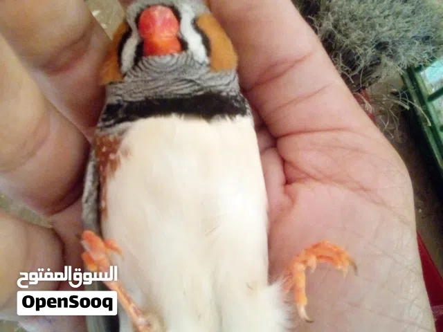 عصفور زيبرا نورمين حاجة ربي يبارك ماشالله عمره 3شهور