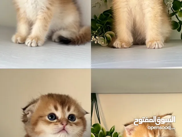 اللي يدور ذهب حقيقي  سكوتش جولدن ذكور اقراء الوصف
