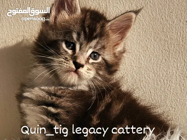 mainecoon male kitten available