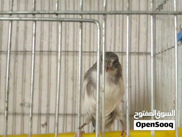 فحل كنار مفتل شمال وجوزين جنة تحتهم بيض بسععر حرق