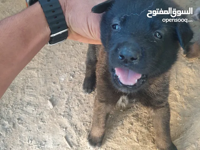 مالينوا دم ولون الله يبارك عمرهم 31 يوم