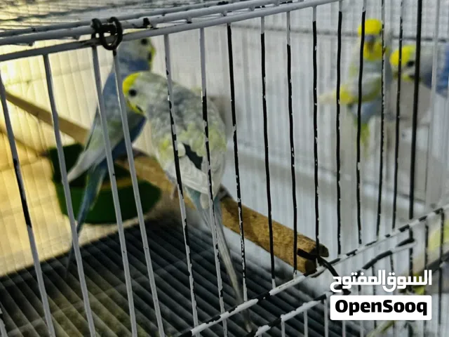 7 تكوك ريمنبو  الاوانهن كلش حلوه هنه والقفص سعرهن 60