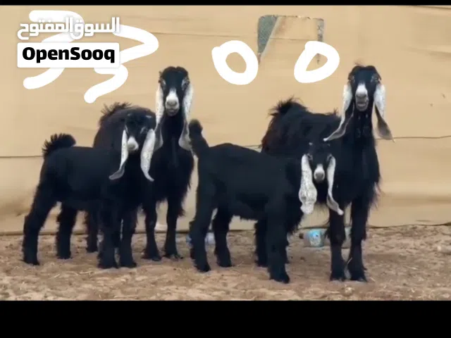 للبيع معز عارضي بيور العدد 4 السعر 3300 كملش صلالي السعر 900 عارضي السعر 850 صومالي 850