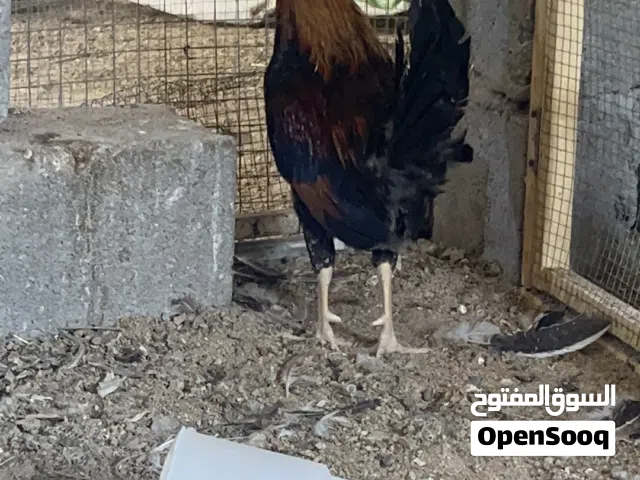 العنوان البصره