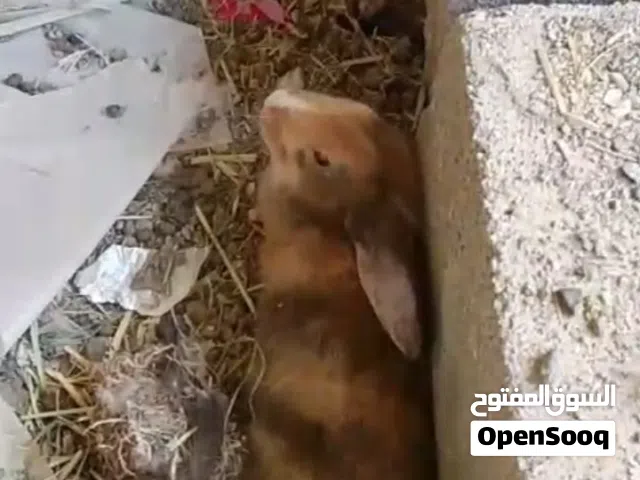 أرانب هولنديه للبيع