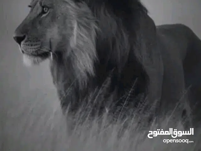 Jawaker gaming card for Sale in Amman