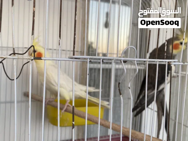 كوبيه كوكتيل تبارك الرحمن
