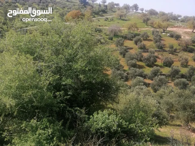 Farm Land for Sale in Jerash Al-Mastaba