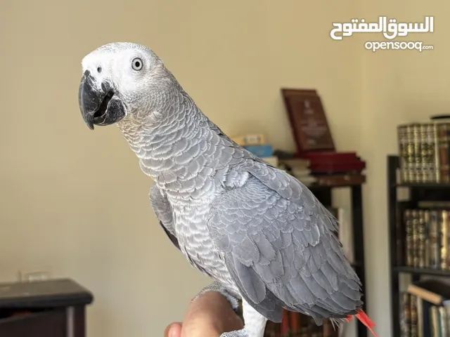 ببغاء زنجباري - كاسكو - african gray