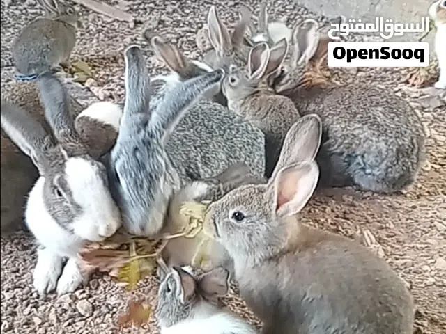 ارانب كوم كبير وصغير