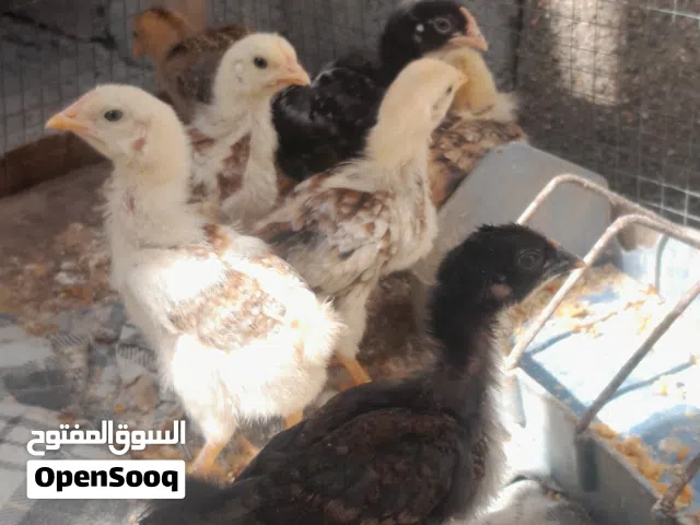 دجاج عرب للبيع أو مراوس ب هندي ملاحضه موجود واتساب فقط