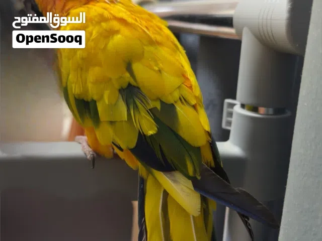 بغبغاء صن كنيور اليف جداً و عينك على جمالية الون م شاءلله و لعبو و يرقص و يقول تعال
