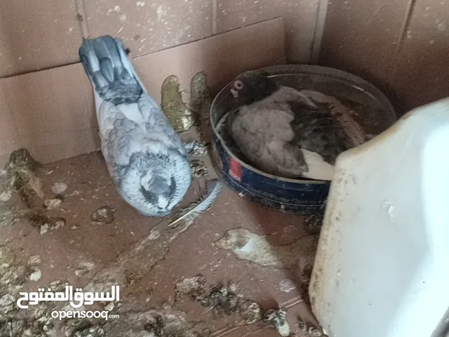 ثلث جواز حمام للبيع مع كل جوز قن تفصيل خشب كل جوز تحته بيض كل جوز  سعره 20