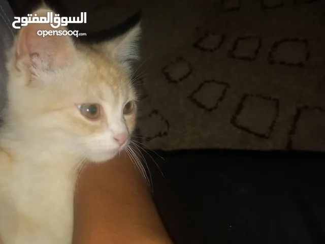 قط ذكر ام سكوتش فولد